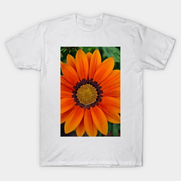 Orange Gazania African Daisies Summer Flower T-Shirt by Andy Evans Photos